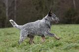 BOUVIER AUSTRALIEN 398